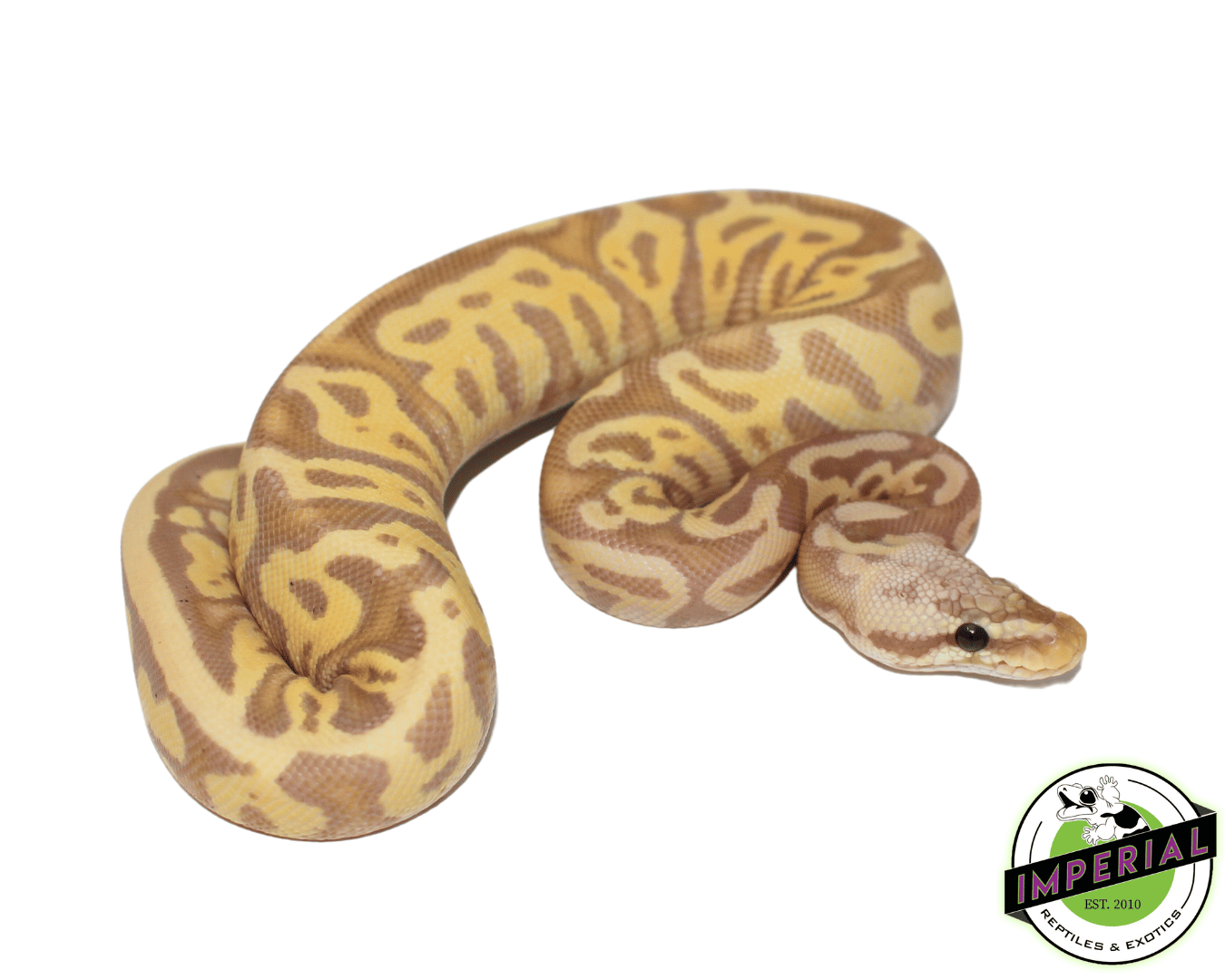 Banana Leopard Ball Python
