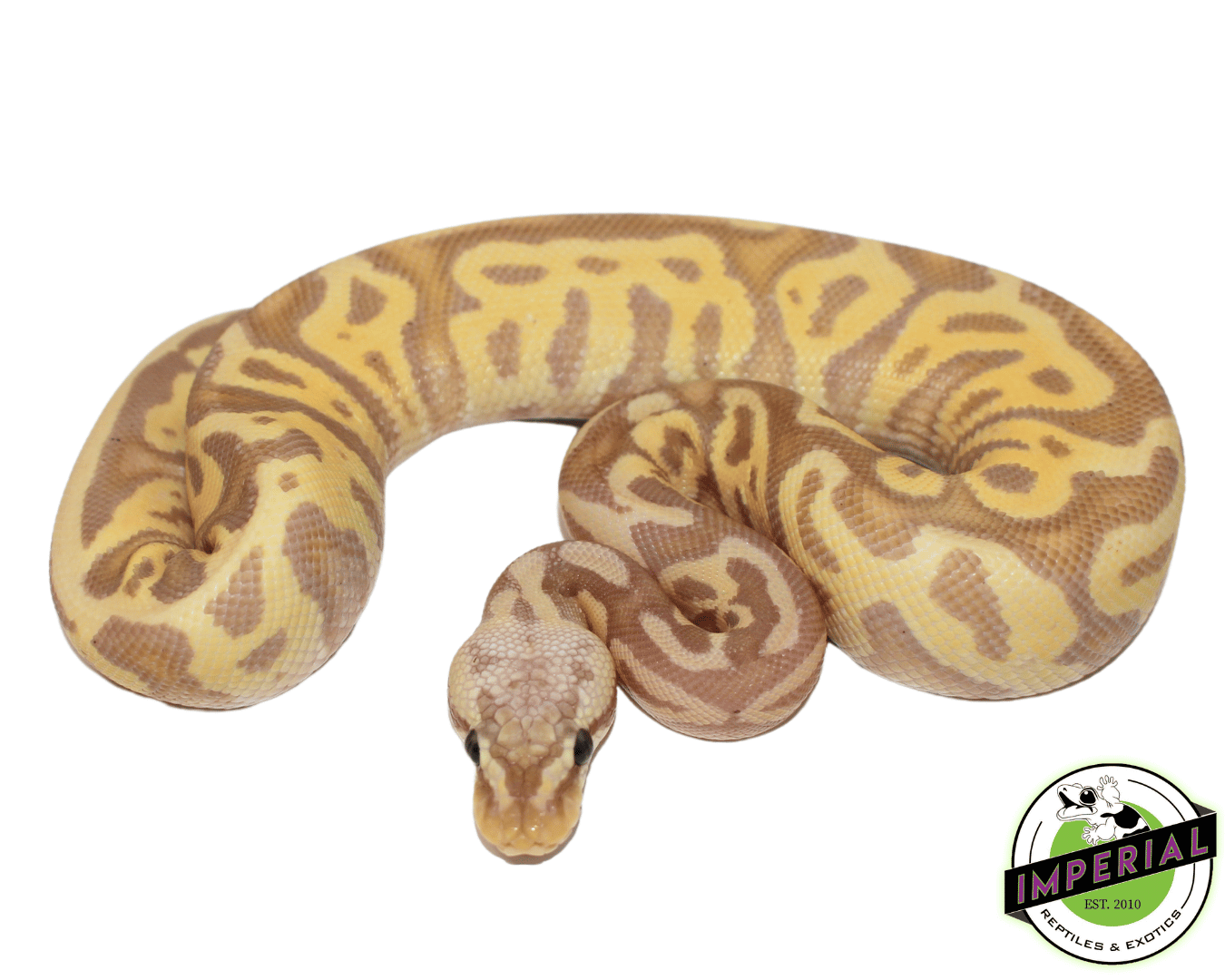 Banana Leopard Ball Python - Image 2
