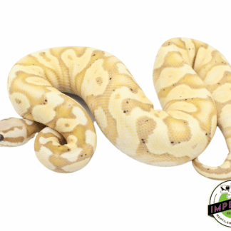 Banana Pastel Yellowbelly Ball Python