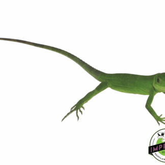 Banana Pectinata Iguana Baby