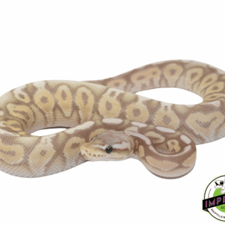 Banana Pewter Ball Python