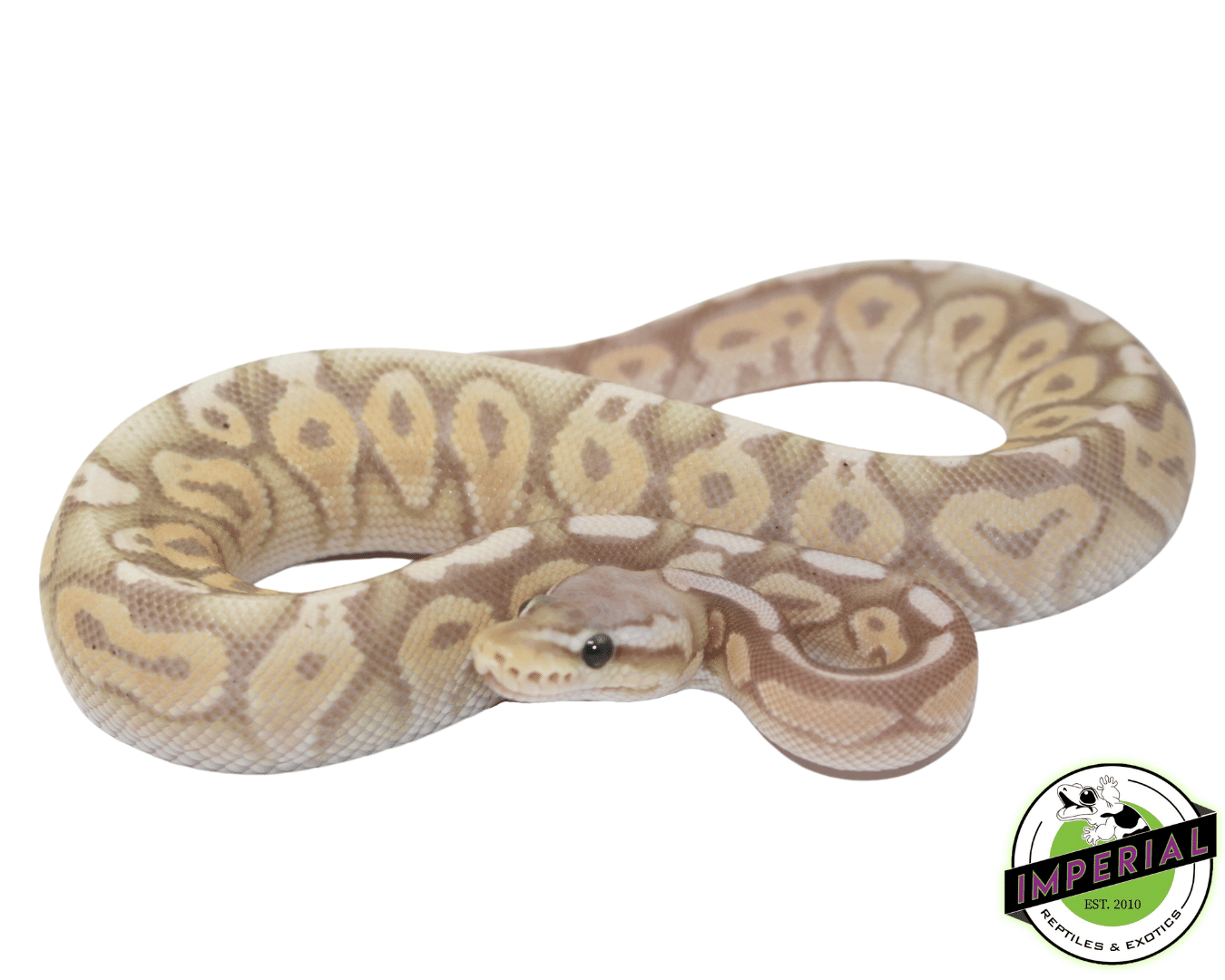 Banana Pewter Ball Python