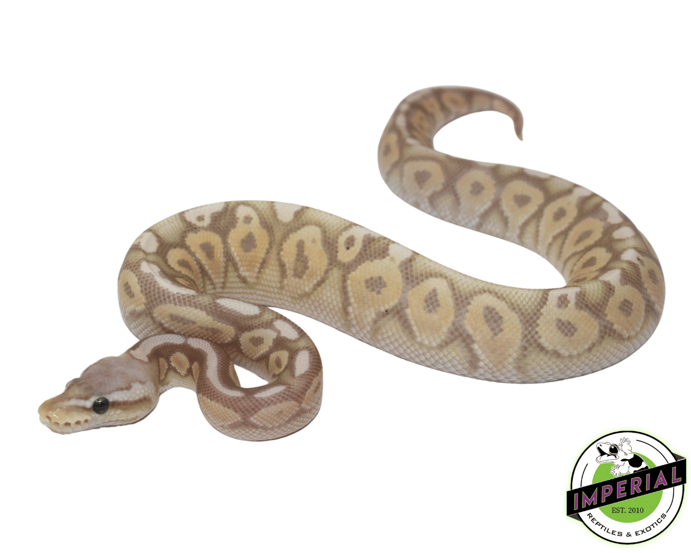Banana Pewter Ball Python - Image 2