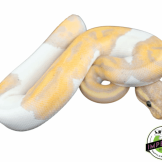 Banana Piebald Ball Python Baby