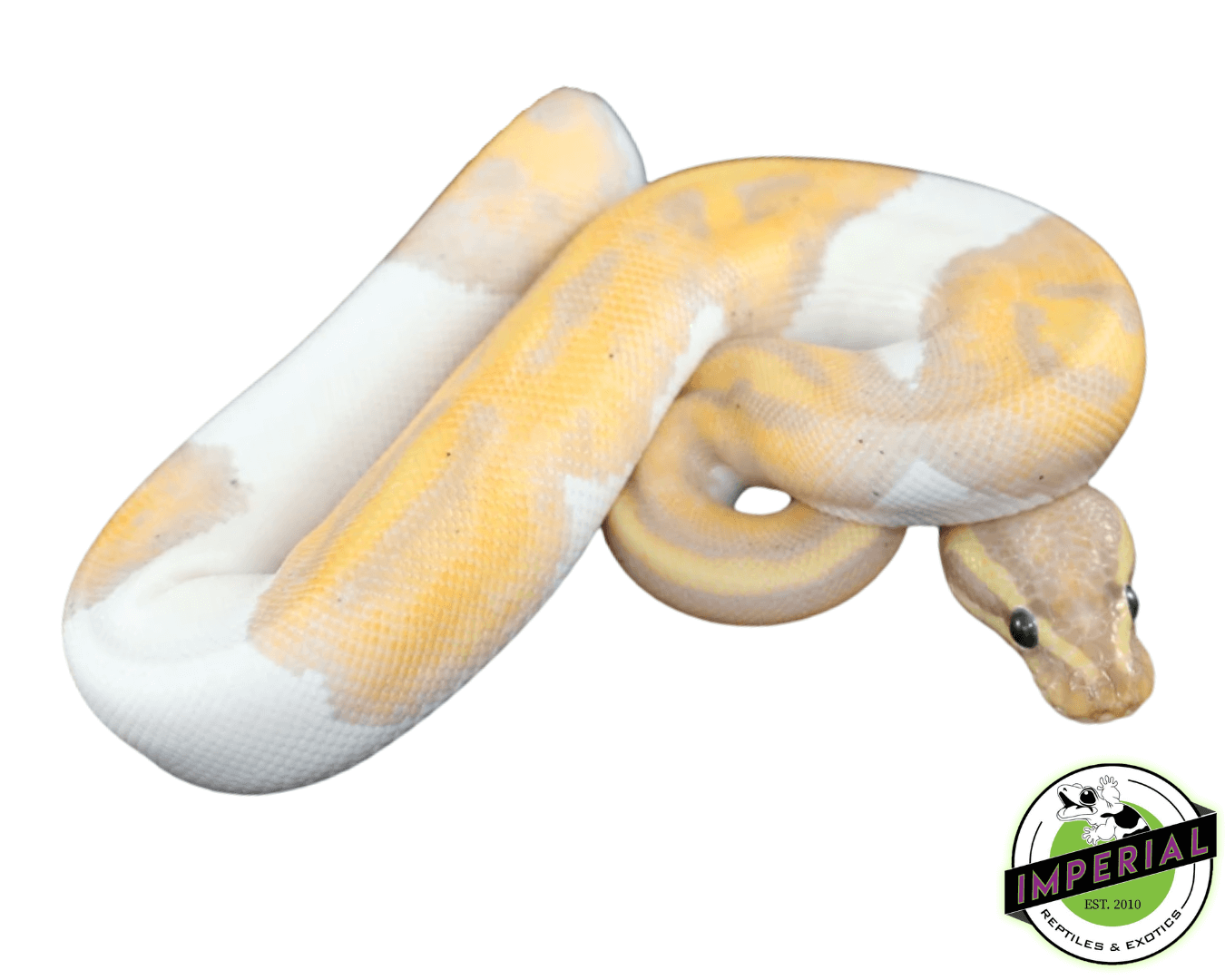 Banana Piebald Ball Python Baby