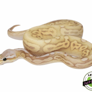 Banana Sterling Ball Python