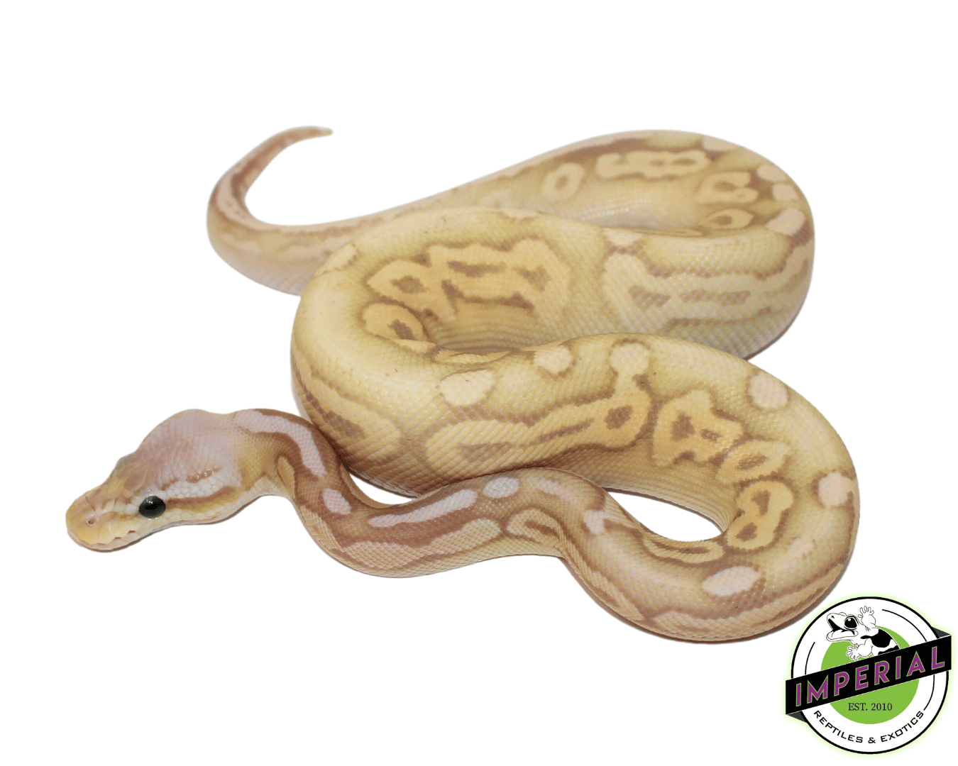 Banana Sterling Ball Python - Image 2