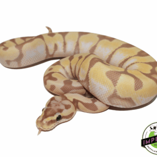 Banana Super Enchi Ball Python