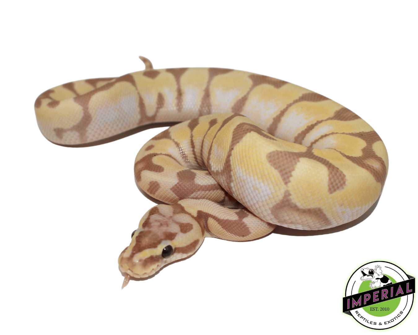 Banana Super Enchi Ball Python