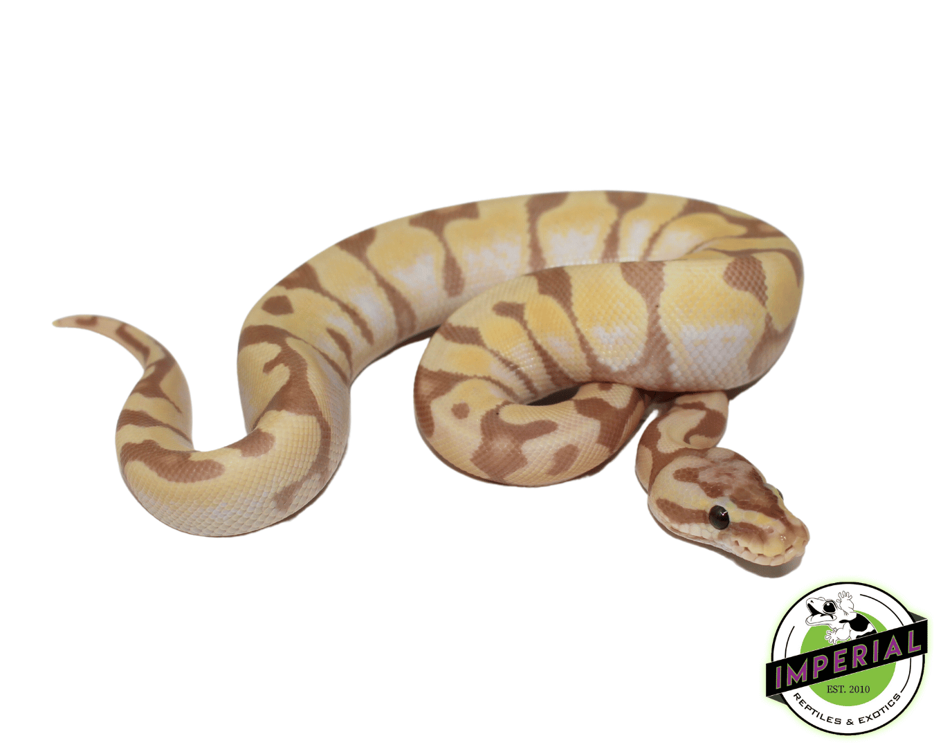 Banana Super Enchi Ball Python - Image 2