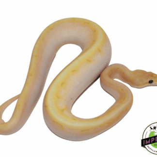 Banana Super Enchi Spinnerblast Ball Python