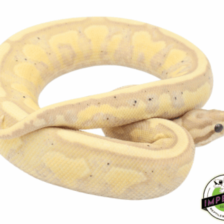 Banana Superstripe Ball Python