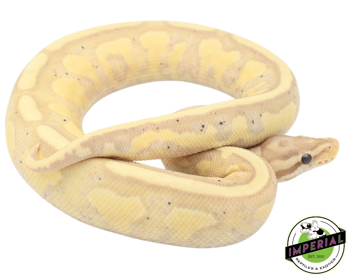 Banana Superstripe Ball Python
