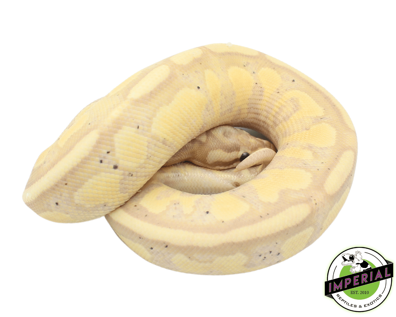 Banana Superstripe Ball Python - Image 2