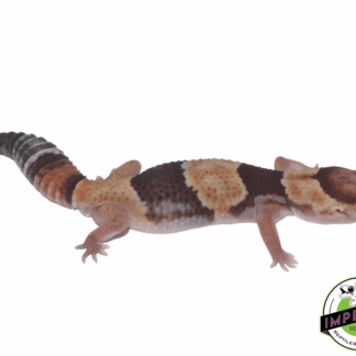 Banded African Fat Tail Gecko Adult