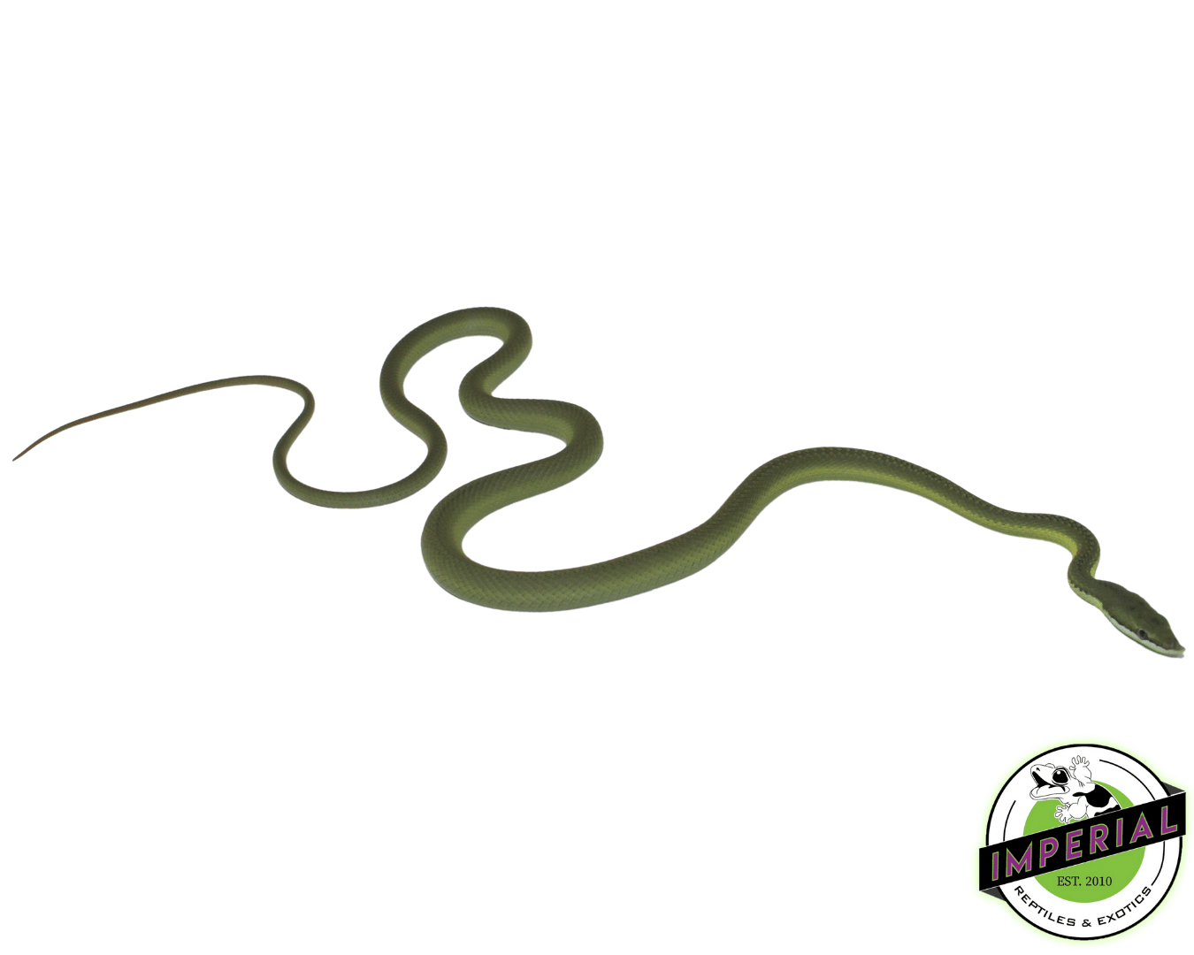 Barons Racer - Image 2