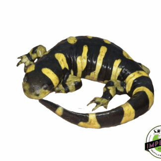 Barred Tiger Salamander
