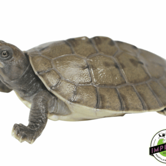 Batagur borneoensis ' Painted River Terrapin '