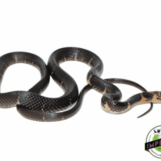 Northern Moluccan Snake (Stegonotus batjanensis)