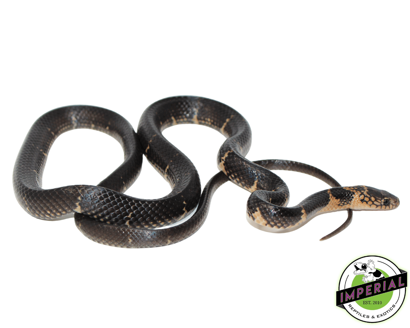 Northern Moluccan Snake (Stegonotus batjanensis)