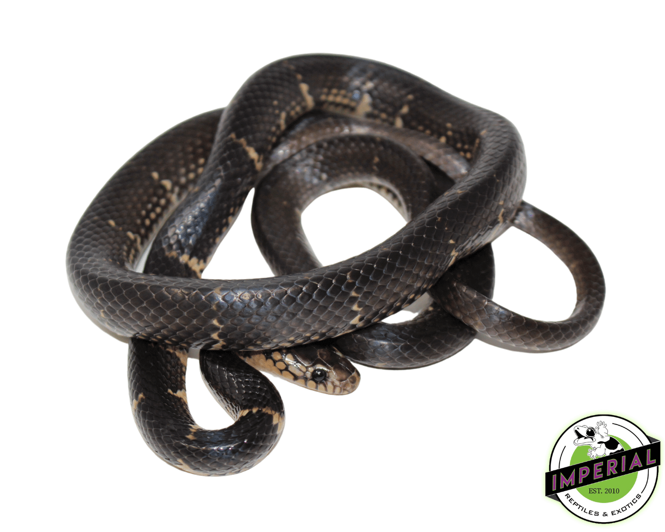 Northern Moluccan Snake (Stegonotus batjanensis) - Image 2