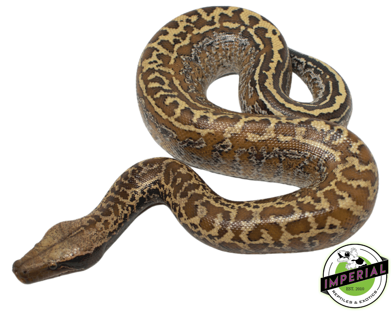 Batik Blood Python - Image 2