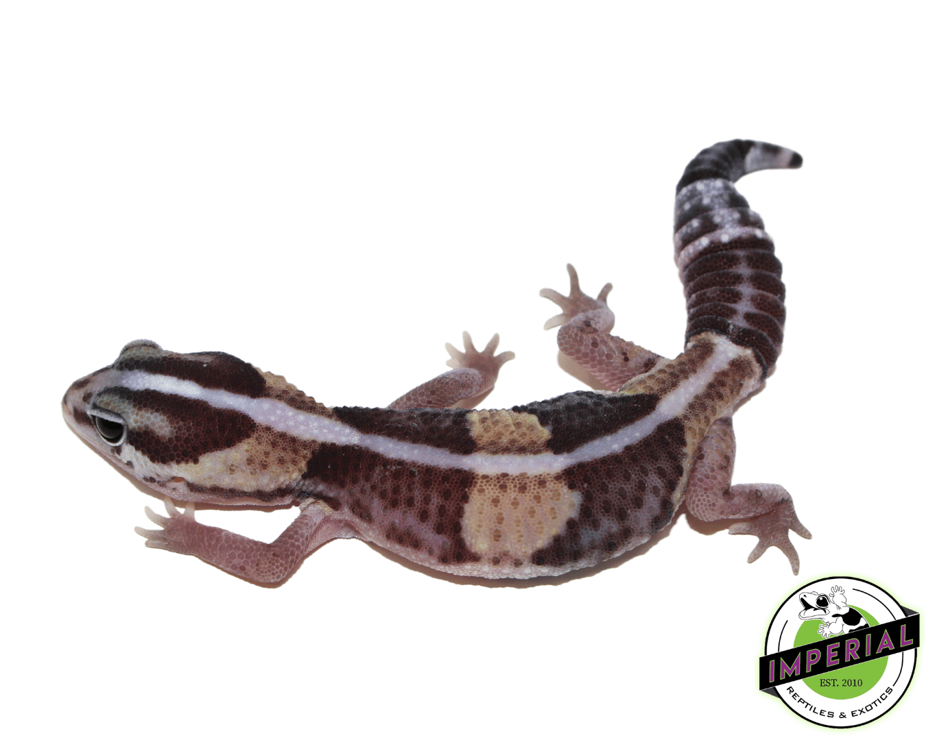 Striped Batman African Fat Tail Gecko (#61523-12) - Image 2