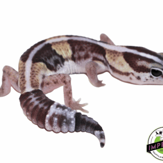 Striped Batman African Fat Tail Gecko (#61523-12)