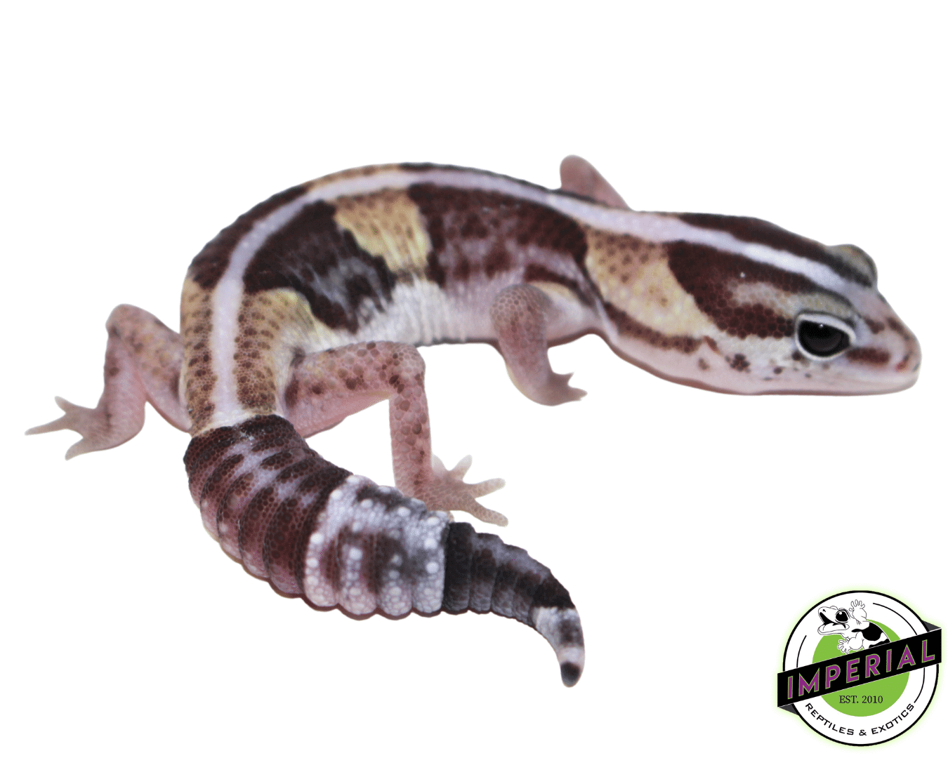 Striped Batman African Fat Tail Gecko (#61523-12)