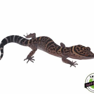 Bawang Cave Gecko (Goniurosaurus bawanglingensis)