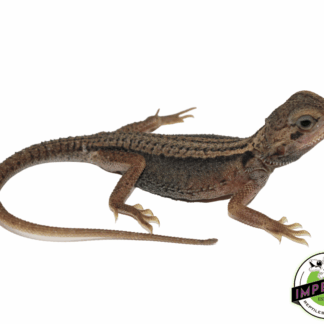 Hypo Translucent Thunderbolt Bearded Dragon Baby