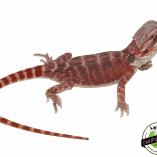 Hypo Super Red Bearded Dragon
