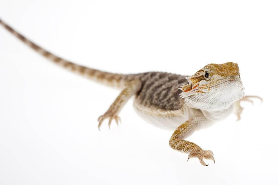 Bearded Dragon Baby - Image 2