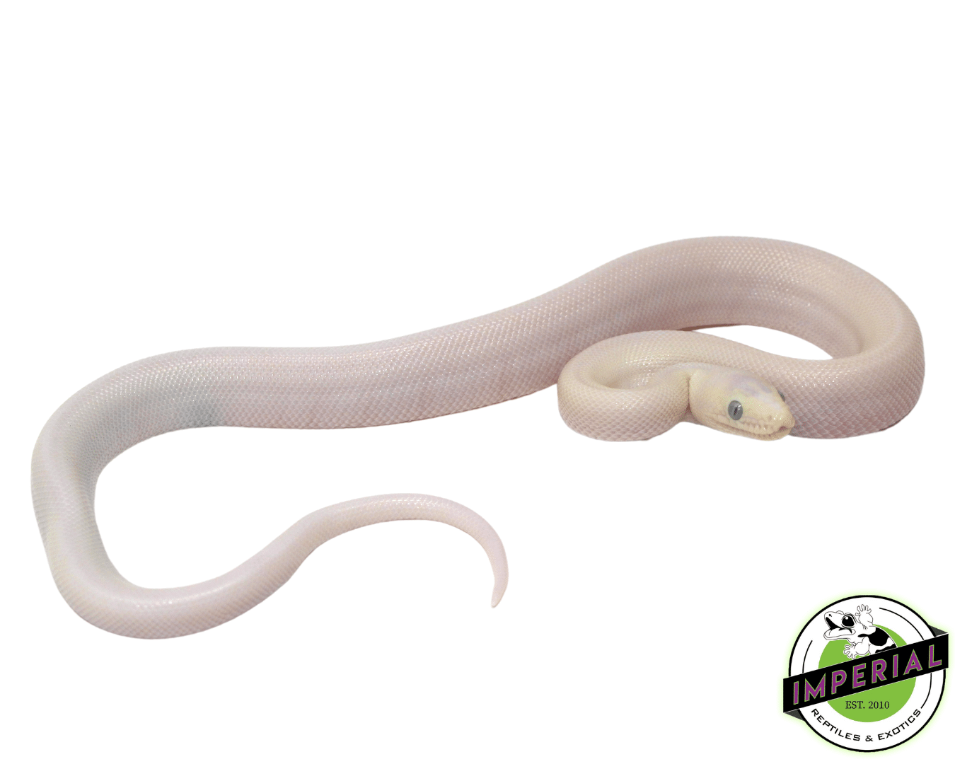 Blue Eyed Leucistic Colombian Rainbow Boa - Image 2