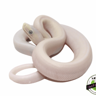 Reptile Reproduction: A Keeper's Guide