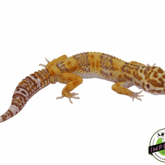 Bell Albino Leopard Gecko Young Adult