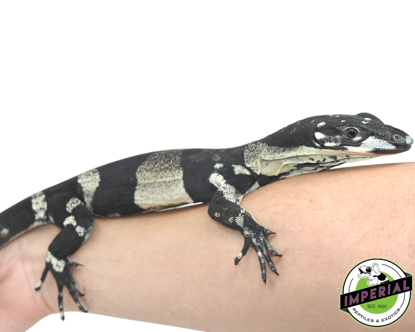 Bell's Phase Lace Monitor Baby - Image 2