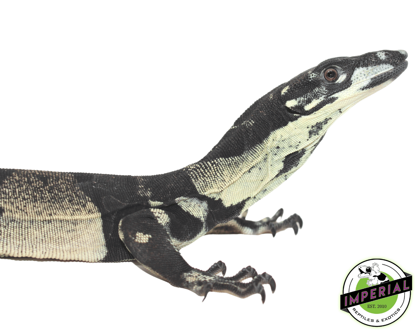 Bell's Phase Lace Monitor Baby - Image 3