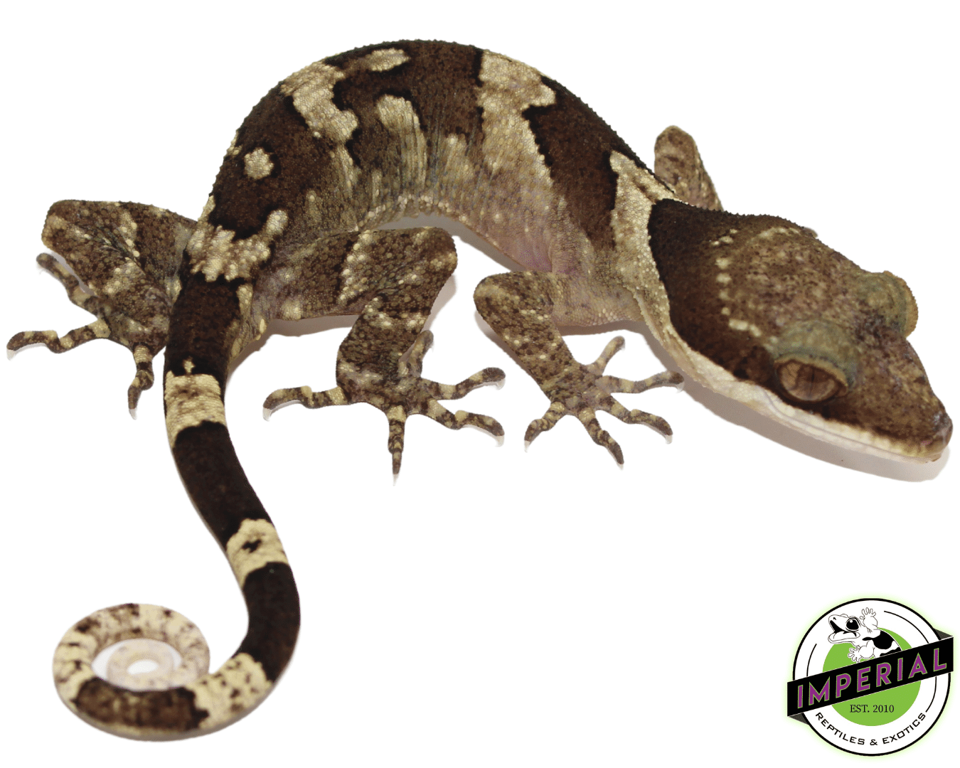 Bent Toe Gecko - Image 2