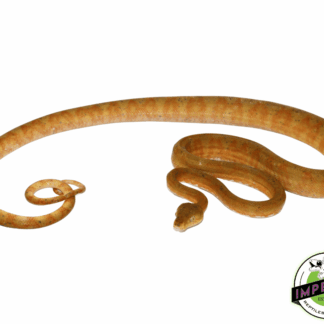 Bi-Color Amazon Tree Boa