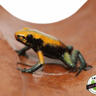 'Green Leg' Poison Dart Frog Phyllobates bicolor