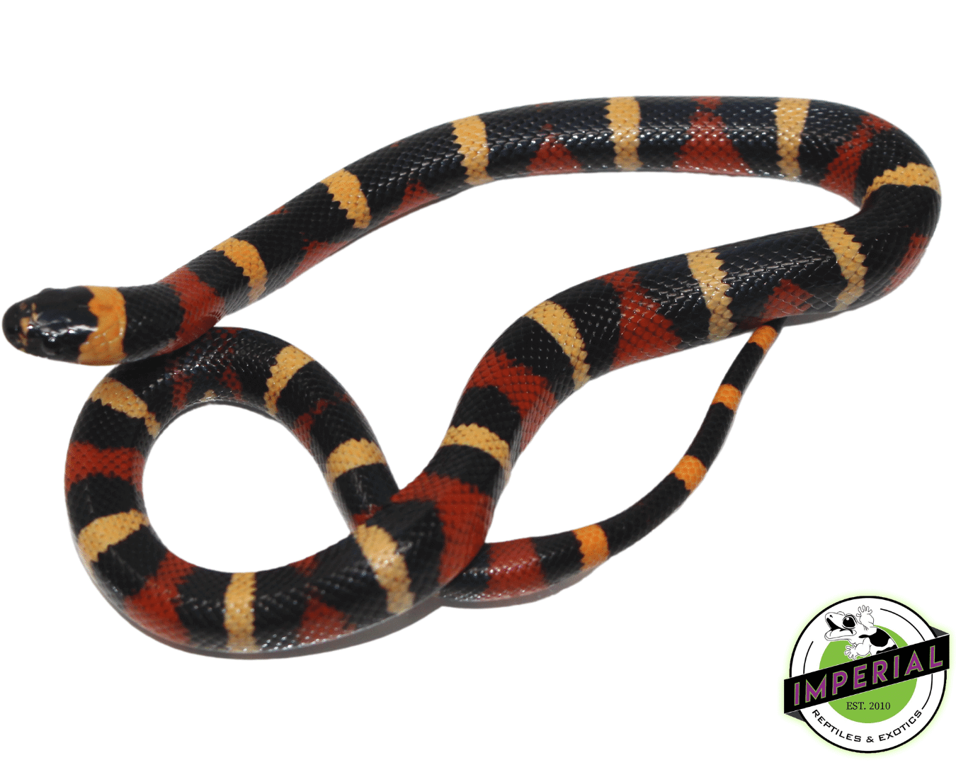 Halloween Pueblan Milksnake Baby - Image 2