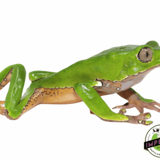 Giant Waxy Monkey Tree Frog