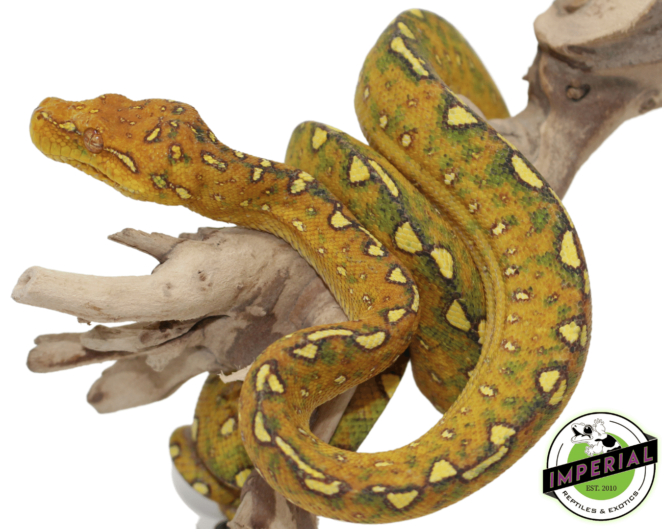 Biak Green Tree Python - Image 3