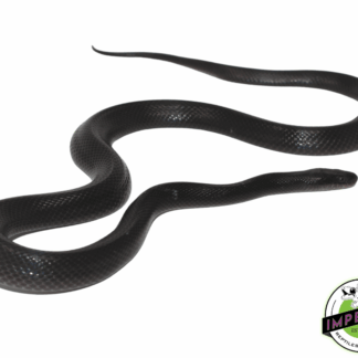 Black African House Snake