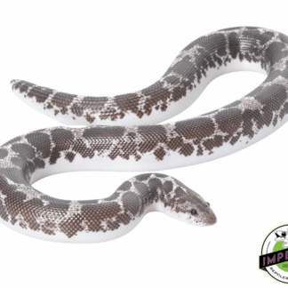 Black & White Anery Kenyan Sand Boa Baby