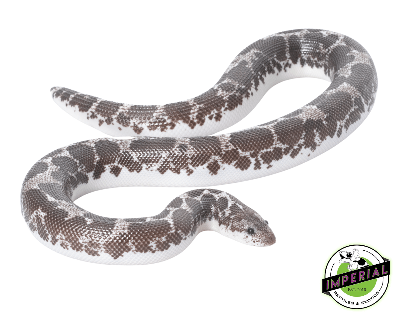 Black & White Anery Kenyan Sand Boa Baby