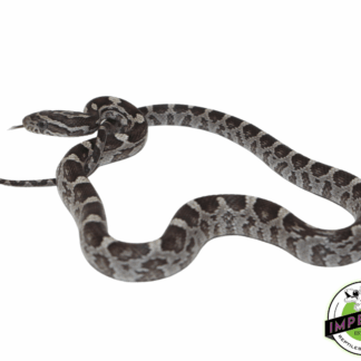 Black Corn Snake