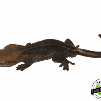 Black Crested Gecko Male (B2)