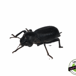 Black Death Feigning Beetle
